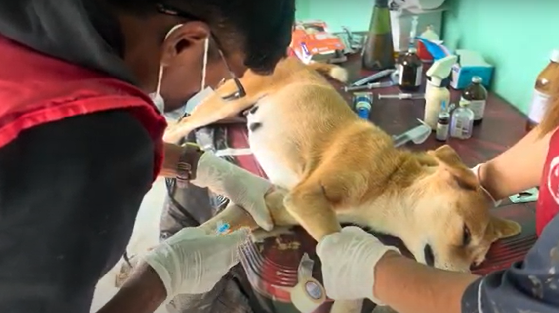 Neutering Initiative for Street Dogs